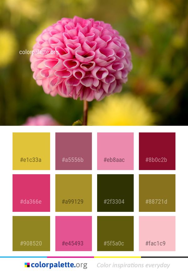 Flower Pink Plant Color Palette