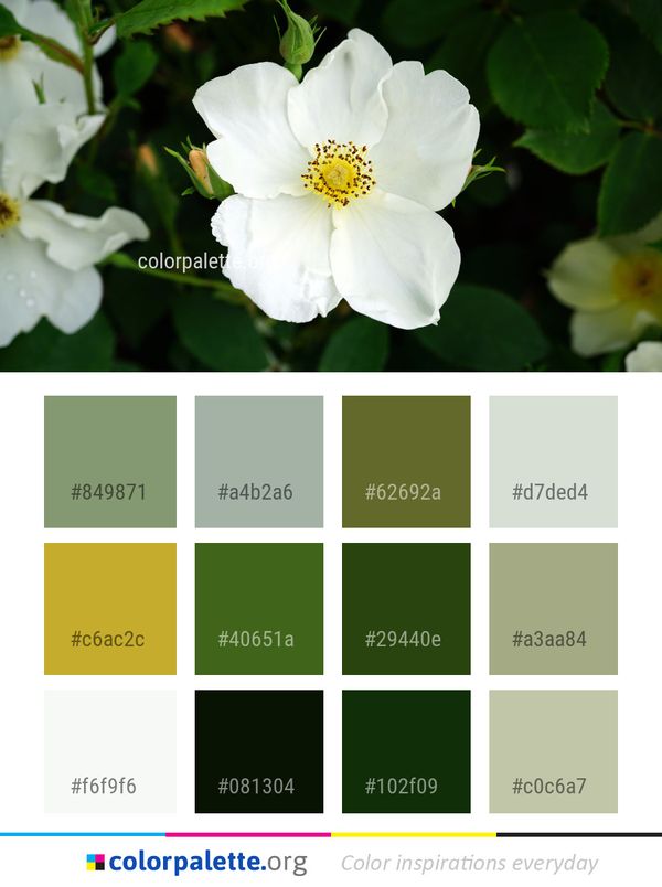 Flower Rose Family White Color Palette