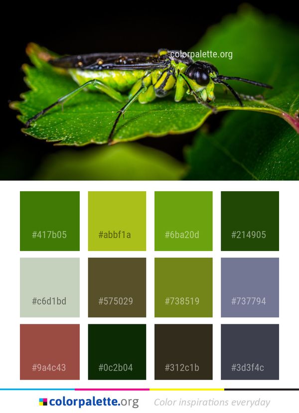 Insect Macro Photography Pest Color Palette