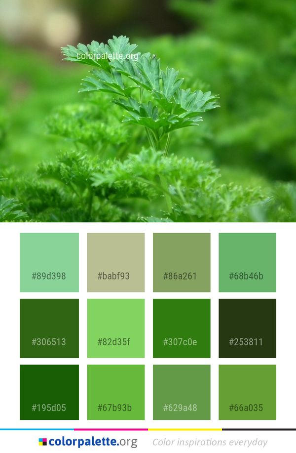 Leaf Herb Plant Color Palette