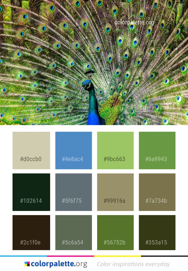 Peafowl Feather Galliformes Color Palette