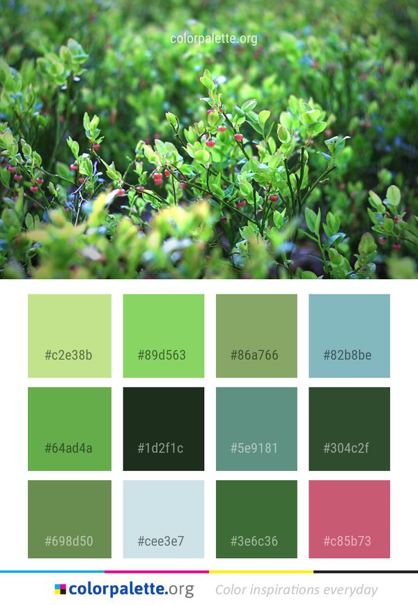 Plant Vegetation Flora Color Palette
