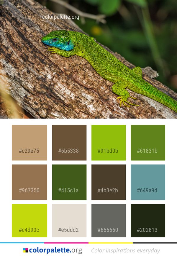 Reptile Lizard Lacertidae Color Palette