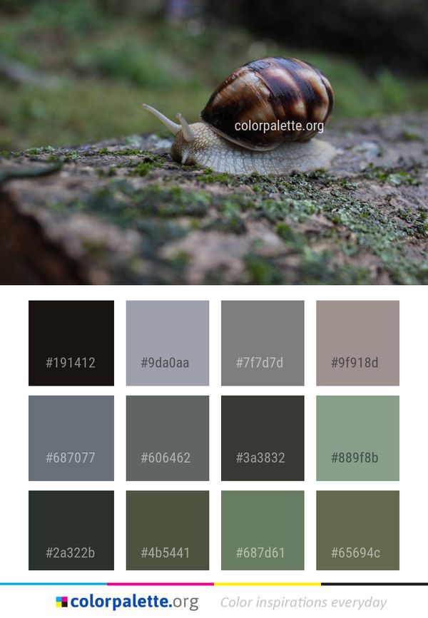 Snails And Slugs Snail Molluscs Color Palette