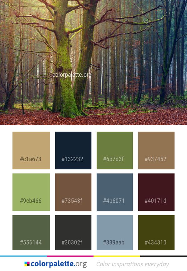 Woodland Forest Nature Color Palette