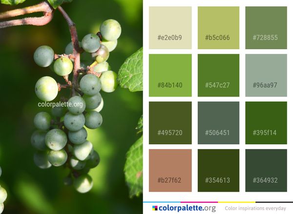 Grape Grapevine Family Fruit Color Palette