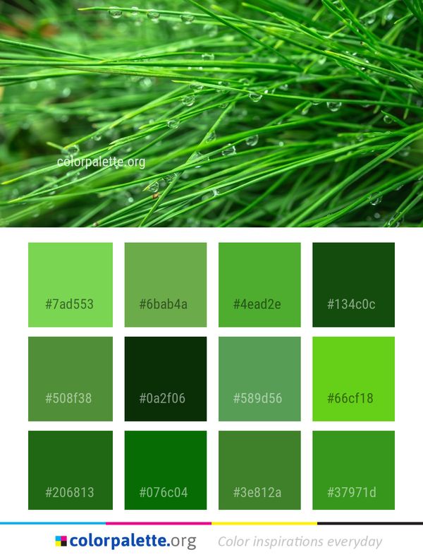 Green Water Grass Color Palette