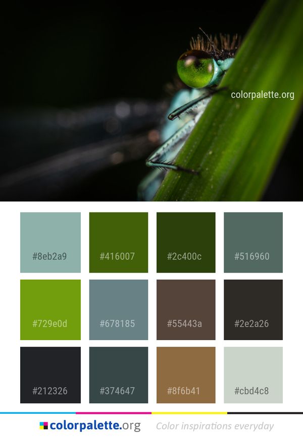 Insect Macro Photography Close Up Color Palette