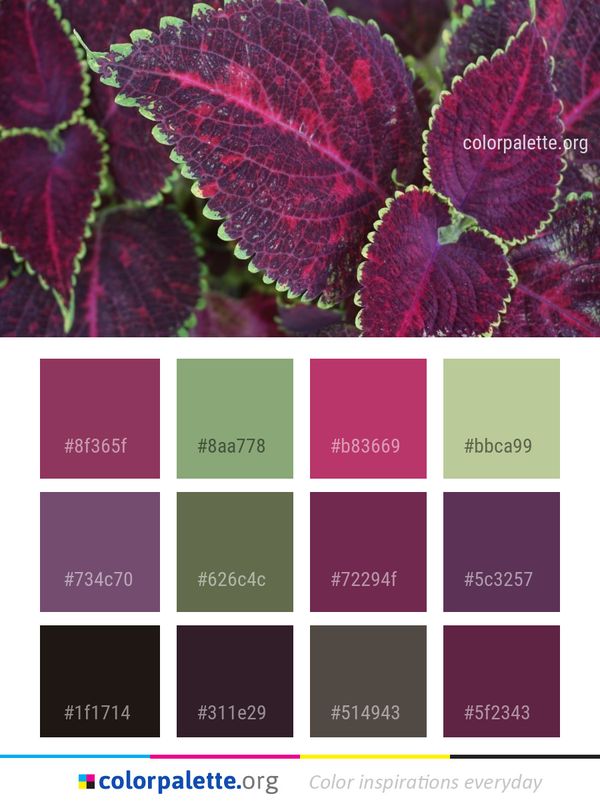 Leaf Plant Close Up Color Palette