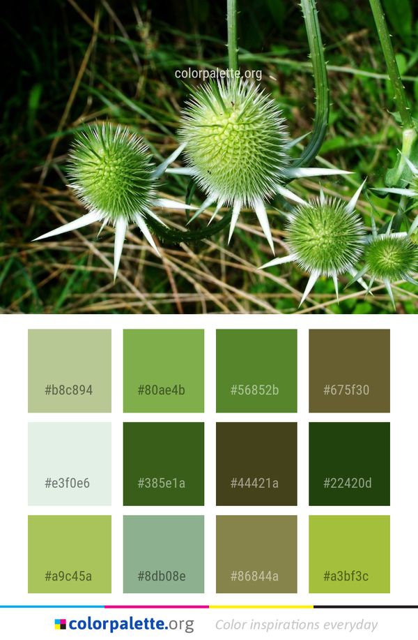 Plant Flora Thistle Color Palette