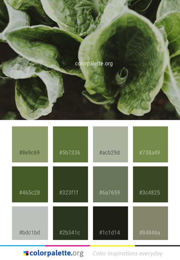 Plant Leaf Vegetable Color Palette