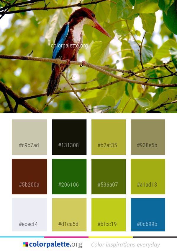 Bird Ecosystem Fauna Color Palette