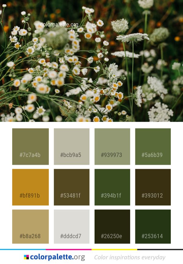 Flower Plant Flora Color Palette