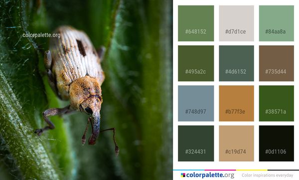 Insect Macro Photography Invertebrate Color Palette