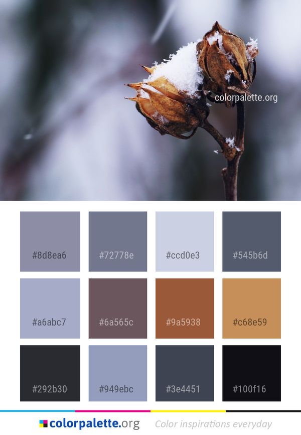 Macro Photography Close Up Twig Color Palette