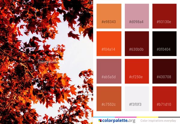 Maple Leaf Tree Color Palette