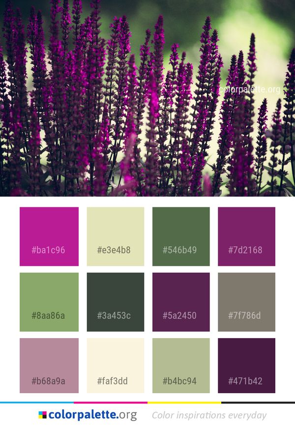 Pink Purple Flower Color Palette