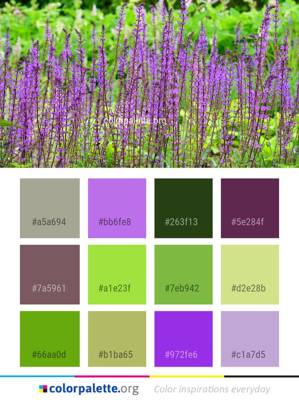 Plant English Lavender Color Palette