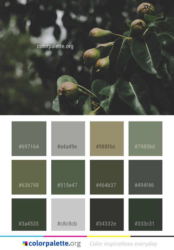 Plant Leaf Tree Color Palette
