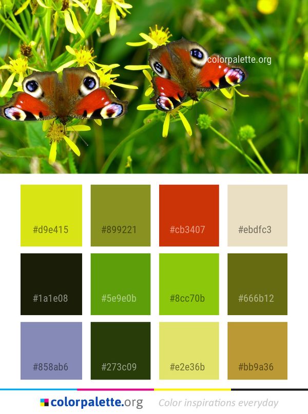 Butterfly Insect Moths And Butterflies Color Palette