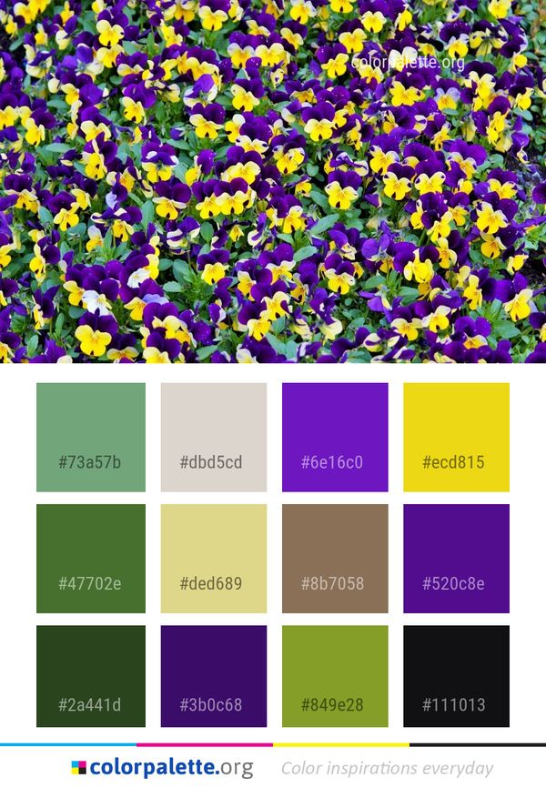 Flower Plant Flowering Color Palette