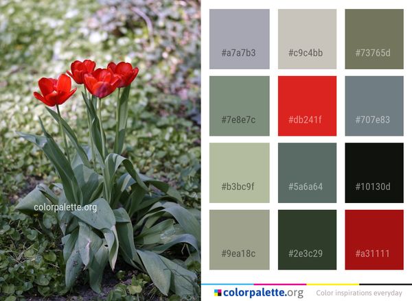 Flower Plant Flowering Color Palette
