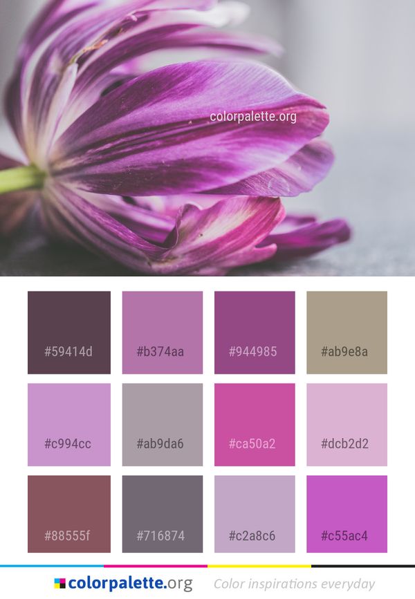 Flower Purple Violet Color Palette