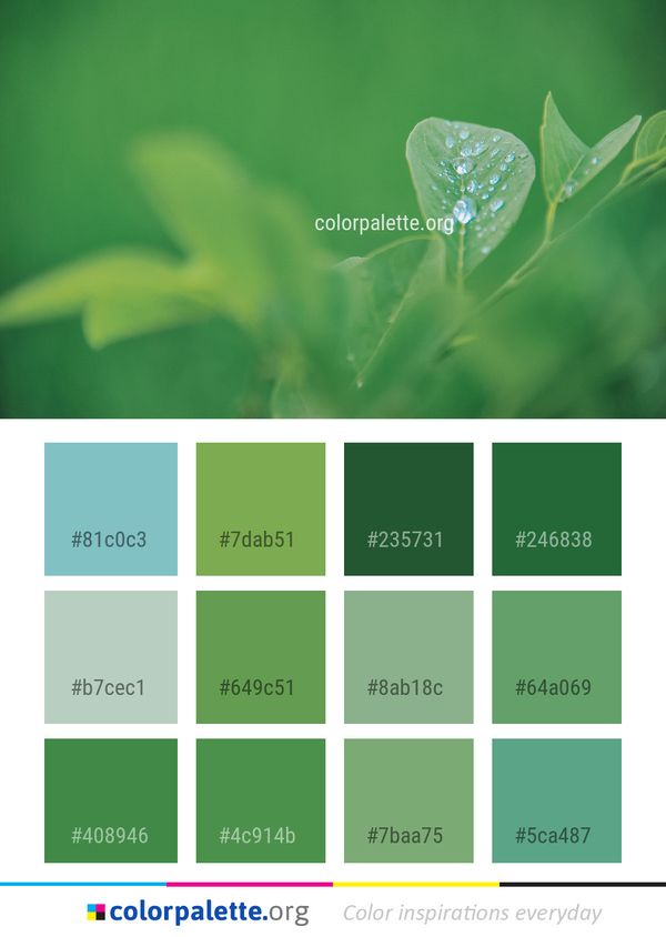 Green Water Leaf Color Palette