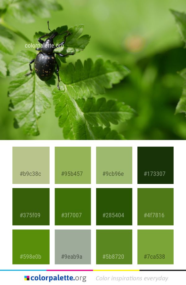 Insect Leaf Beetle Color Palette