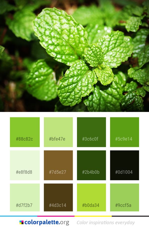 Leaf Herb Plant Color Palette
