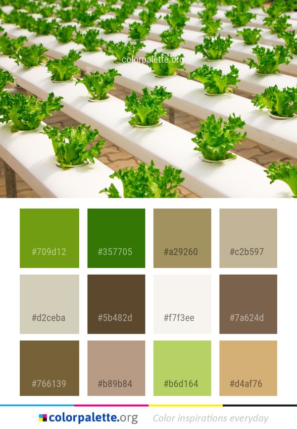 Plant Flowerpot Herb Color Palette