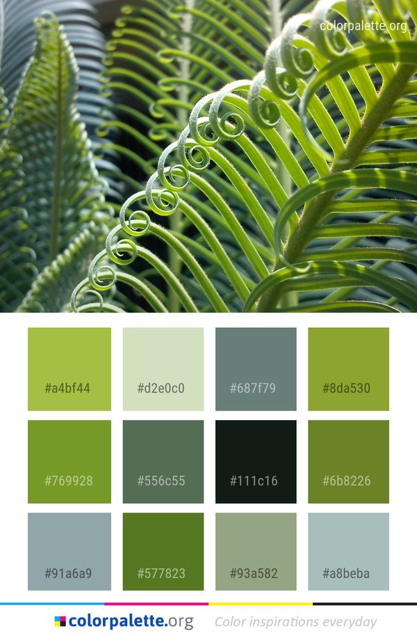 Plant Vegetation Leaf Color Palette