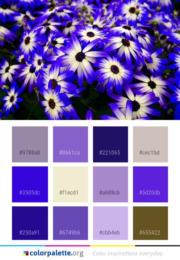 Flower Blue Flora Color Palette