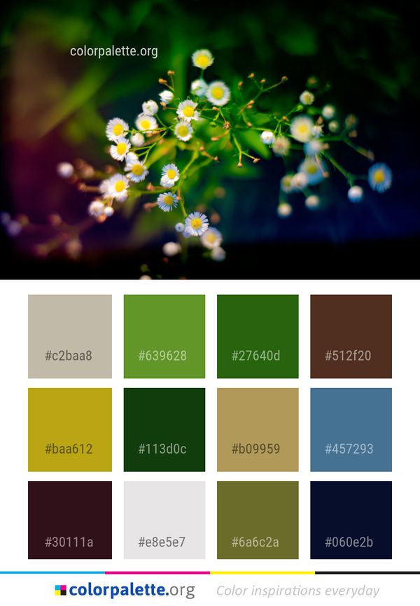 Flower Flora Plant Color Palette