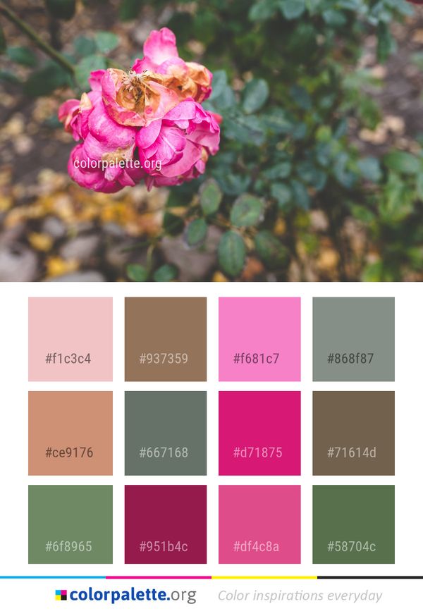 Flower Pink Plant Color Palette