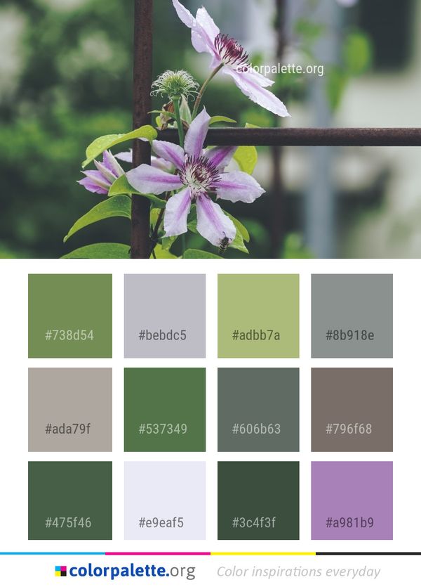 Flower Plant Flora Color Palette