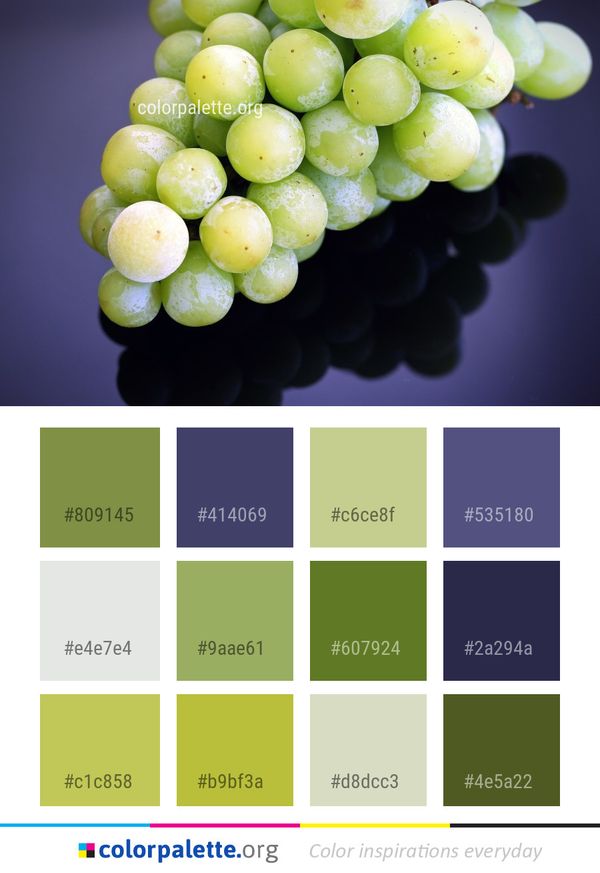 Grape Fruit Grapevine Family Color Palette