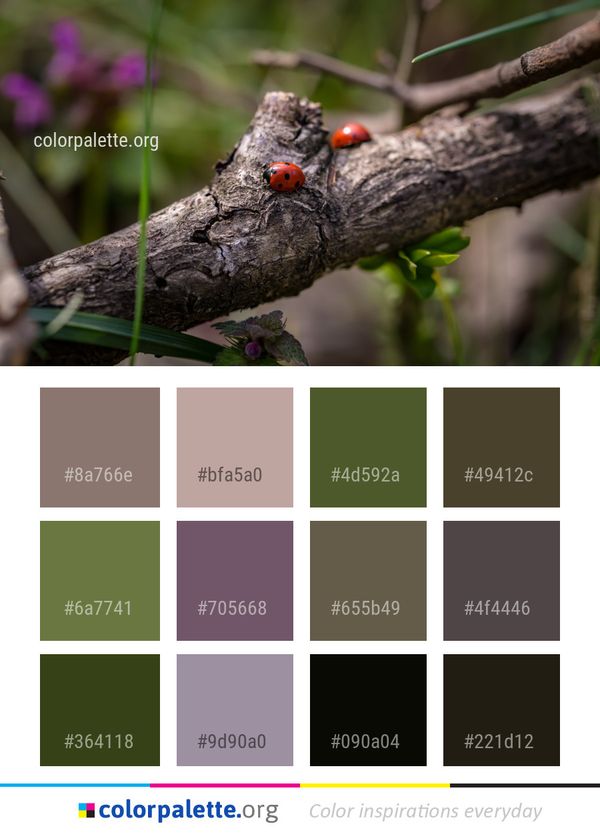 Insect Fauna Macro Photography Color Palette