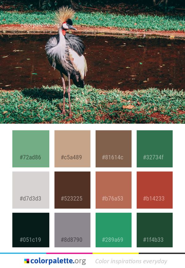 Bird Fauna Beak Color Palette