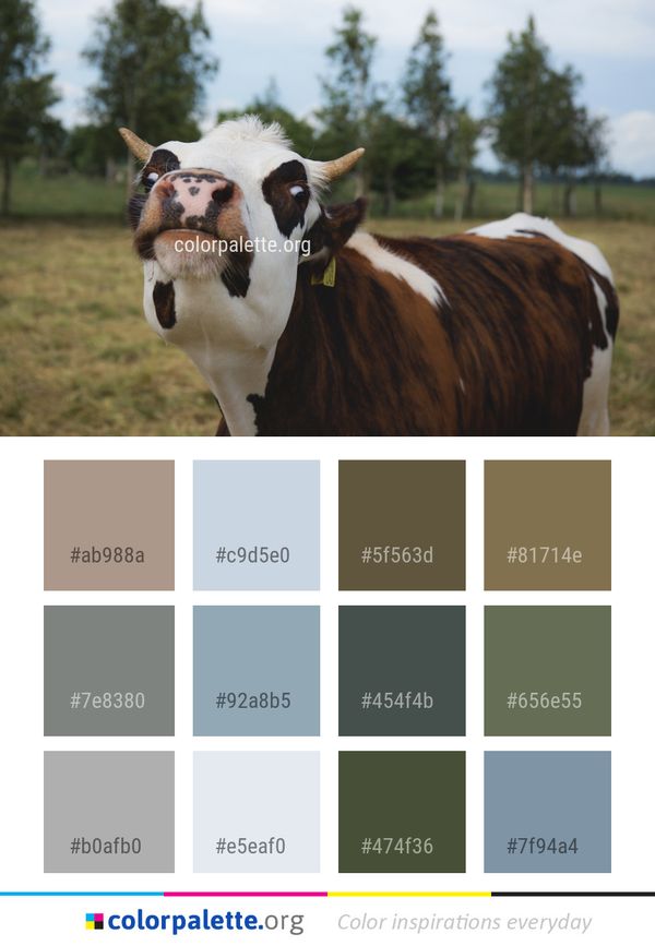 Cattle Like Mammal Pasture Grass Color Palette