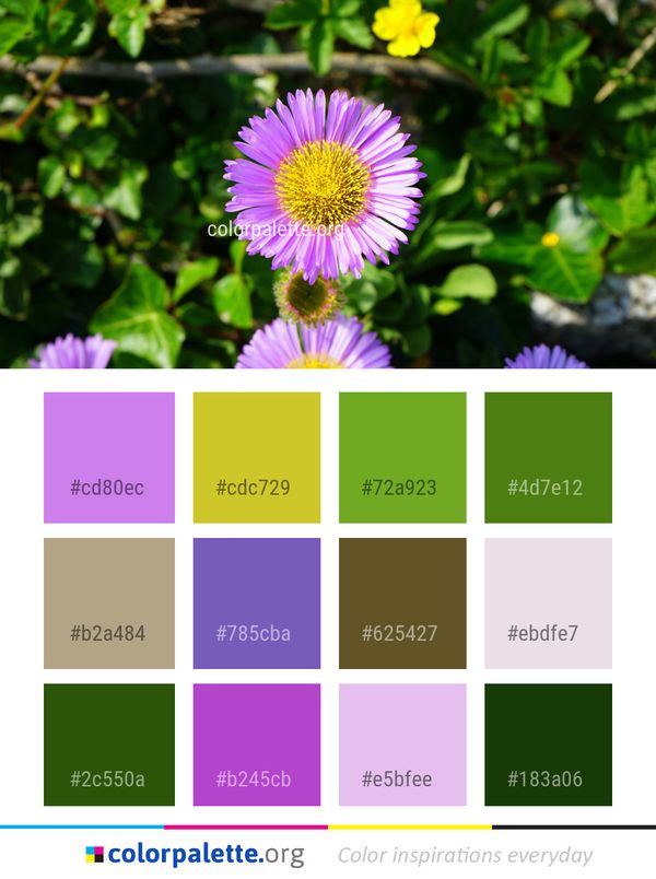 Flower Flora Purple Color Palette