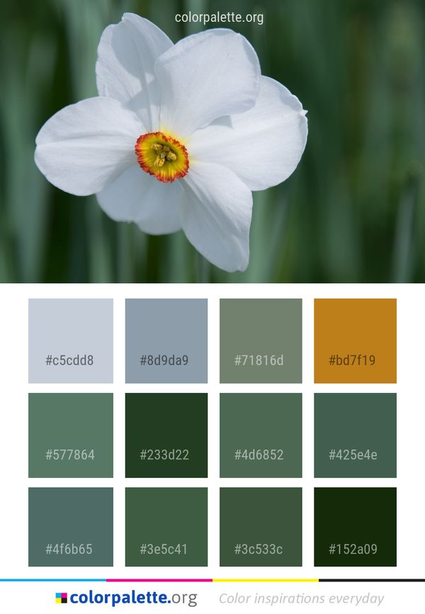Flower Flowering Plant Color Palette