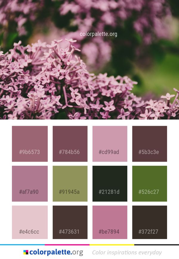 Flower Pink Lilac Color Palette
