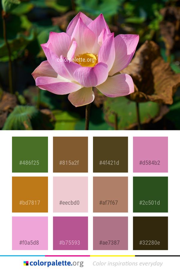 Flower Plant Lotus Color Palette