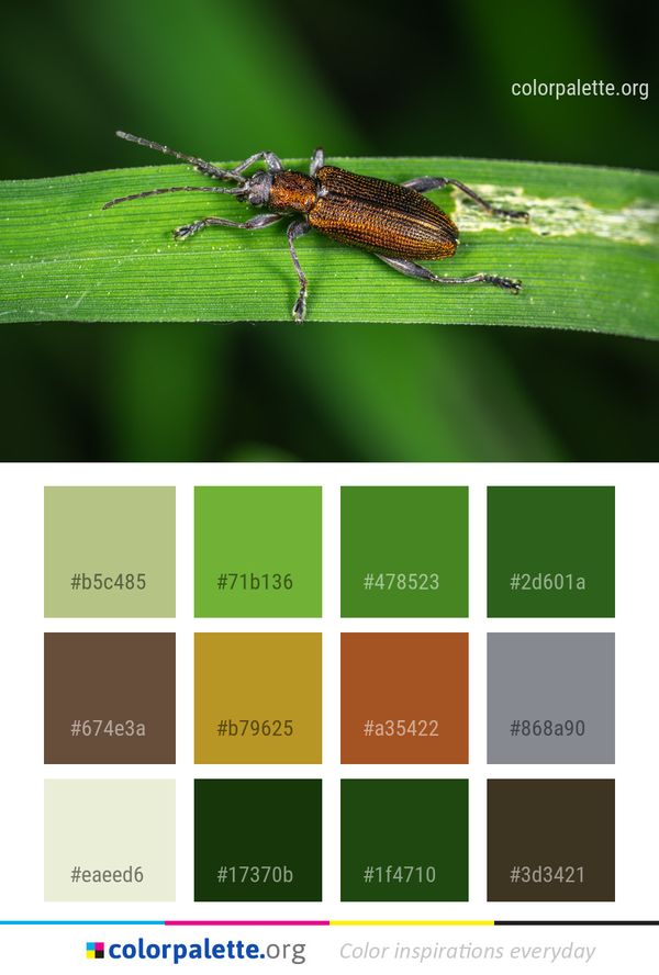 Insect Macro Photography Invertebrate Color Palette