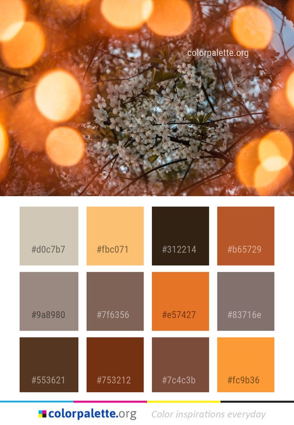 Orange Close Up Macro Photography Color Palette