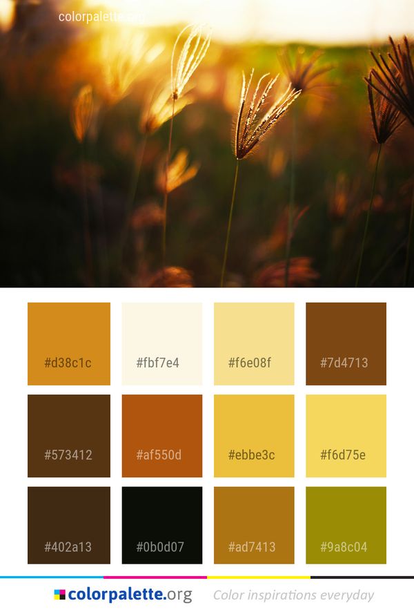 Sunlight Close Up Morning Color Palette