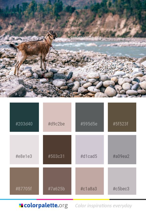Wildlife Fauna Wilderness Color Palette