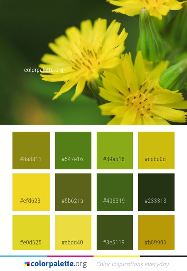 Flower Yellow Flora Color Palette