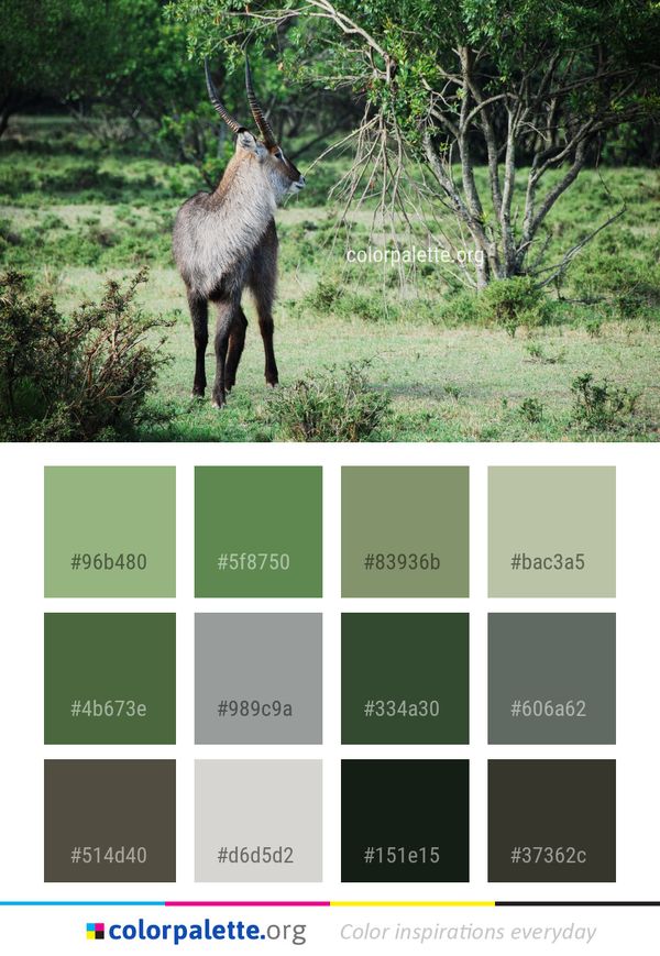 Wildlife Fauna Waterbuck Color Palette